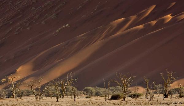 Namibia, Namib-Naukluft Dunes and skeleton trees